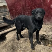 Hübscher mittelgroßer Rüde, 1 Jahr, Hund zur Adoption