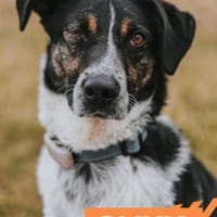 Olivia - die gelassene Schöne, Hündin zur Adoption