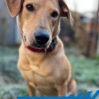 Clementine - Blondine sucht Aktive, Hündin zur Adoption