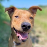 DARYL, lustig und verspielt, Hund zur Adoption