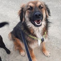Toller Fortis sucht sein Glück, Hund zur Adoption