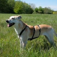 Simba - Sportskanone mit Jagdtrieb, Hündin zur Adoption