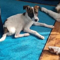 Charly - wartet in 63225 Langen (Hessen), Hund zur Adoption