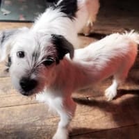 Mats sucht seine endgültige Familie, Hund zur Adoption