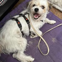 Super-Lotti ist genial, Hündin zur Adoption