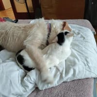 Bogyo 5-jähriger Mischling mit Katzenlie, Hund zur Adoption
