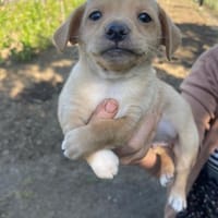 Baku auf PS in Staßfurt, Hund zur Adoption