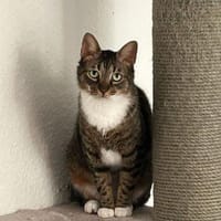 Aky auf PS in 59399 Olfen, Kater zur Adoption