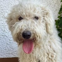 Liebenswerte Harmat in 64331 Weiterstadt, Hündin zur Adoption