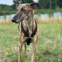 Sebastiana sucht ihre Kuschelmenschen, Hündin zur Adoption