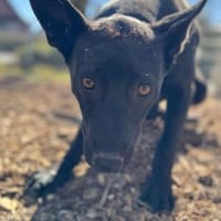 Süße MAVIS sucht seine Familie, Hündin zur Adoption