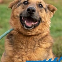 Motek - Mister (fast) perfekt, Hund zur Adoption
