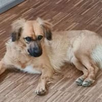 CORA sucht ihre kinderlose Oase, Hündin zur Adoption