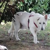 Sanftmütige ältere Schäfi VILMA, Hündin zur Adoption