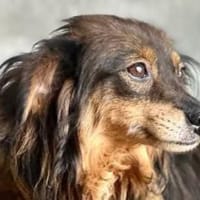 Unsere hübsche Sina, Hündin zur Adoption