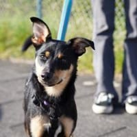 Ginebra - Zuhause gesucht, Hündin zur Adoption