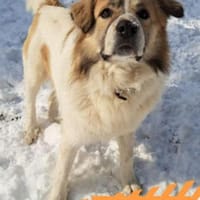 Luben - großer Spassvogel sucht Garten, Hund zur Adoption