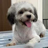 Dale, der kleine Clown, Hund zur Adoption