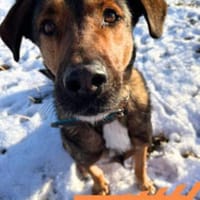 Kasper - suche Führungskraft, Hund zur Adoption