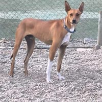 Elias, Hund zur Adoption