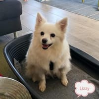 Lizy, liebe und ruhige Kleinspitzdame, Hündin zur Adoption