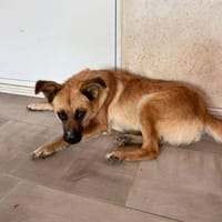 Najma, Hündin zur Adoption