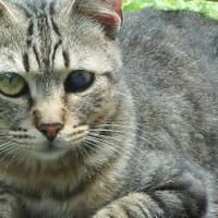 Lexter (FIV+) sucht über 4 Jahre, Kater zur Adoption