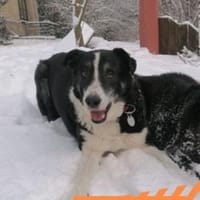 Domino - wachsamer, anhänglicher Kumpel, Hund zur Adoption
