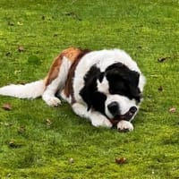 Gestatten Schröder mein Name, Hund zur Adoption