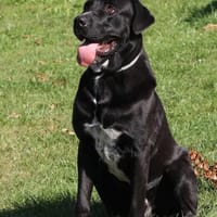 Ein neues Zuhause für den lieben Balu, Hund zur Adoption