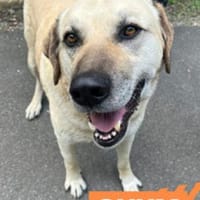 Chum - noch lange kein Opa, Hund zur Adoption
