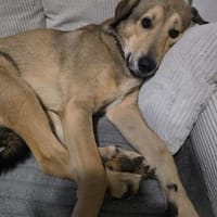 COOKIE SUCHT ERFAHRENE MENSCHEN, Hund zur Adoption