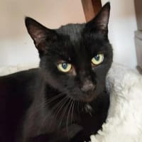 Pandie - schwarze Schönheit, Kater zur Adoption