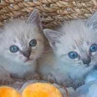 Mira & Marlene - einfach nur süüüß!, Katze zur Adoption