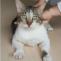 Piaget - ein sehr süßer Kuschelkater, Kater zur Adoption