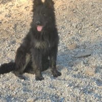 Valentino, Hund zur Adoption