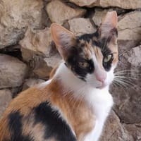 Donna - knuffig und sozial, Katze zur Adoption