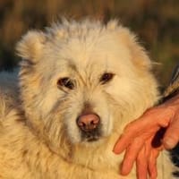 Sandy - hübsche Wuschelhündin, Hündin zur Adoption