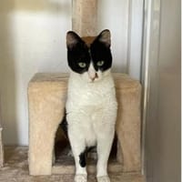 Lucy (Leuk. pos.) - hübsche Glückskatze, Katze zur Adoption