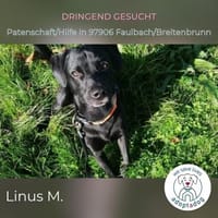 Linus: energievoller Charmeur in D, Hund zur Adoption