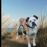 Mino sucht eine Heimat.Gnadenadoption, Hund zur Adoption