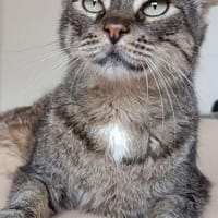Tulo - Pechvogel sucht dringend Zuhause, Kater zur Adoption