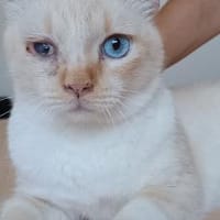 Vincent wunderschöner Thai Kater, Kater zur Adoption