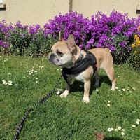 Rosie will endlich ankommen, Hündin zur Adoption