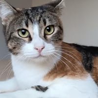 Lotta - hat Schlimmes durchgemacht, Katze zur Adoption