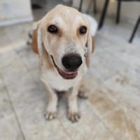 Grosser Kalle ist bereit, Hund zur Adoption