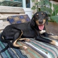 Nalo sucht liebevolle Menschen, Hund zur Adoption