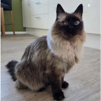 Shani - Scheidungsopfer sucht Zuhause!, Kater zur Adoption