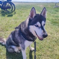 Anouk, Hund zur Adoption