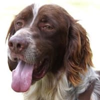 Freddy - geduldige Menschen gesucht, Hund zur Adoption